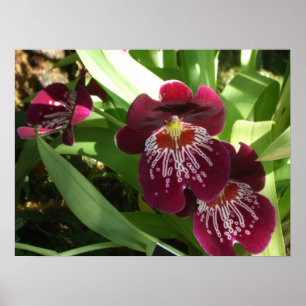 Poster Maroon Orchids II