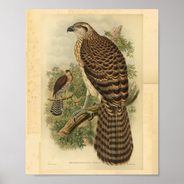 Poster Marquis Doria's Goshawk Bird Color Vintage Print (Devant)