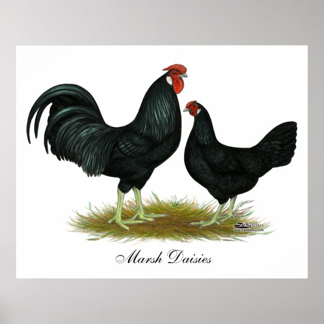 Poster Marsh Daisy Chickens (Devant)