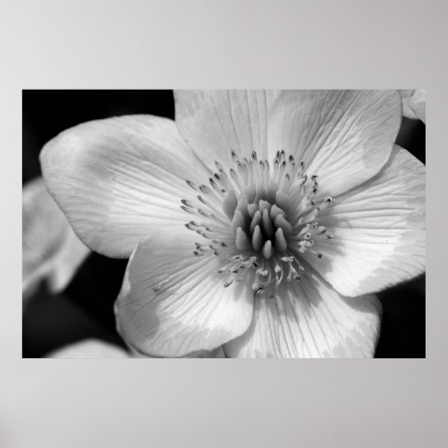 Poster Marsh Marigold (Devant)