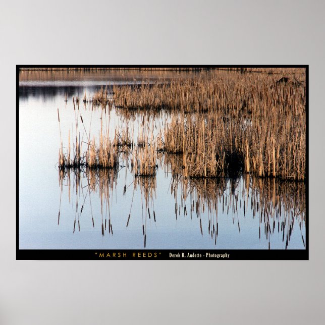 Poster Marsh Reeds (Devant)
