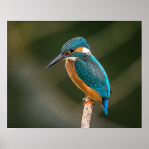 Poster Martin-pêcheur