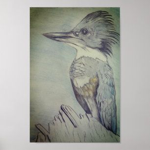 Poster Martin-pêcheur à ceinture