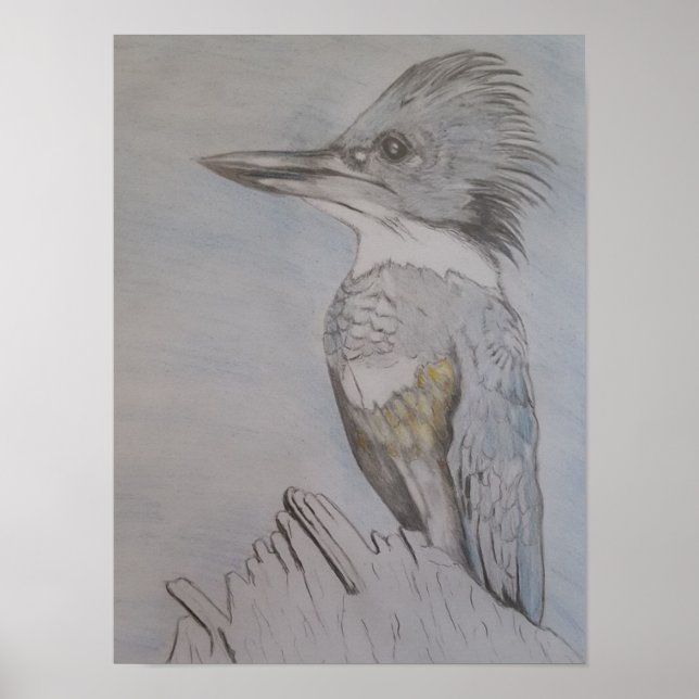 Poster Martin-pêcheur à ceinture (Devant)