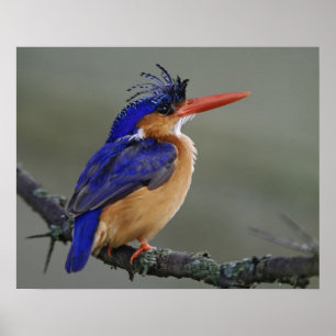 Poster Martin-pêcheur à tête noire, Alcedo cristata, Lac