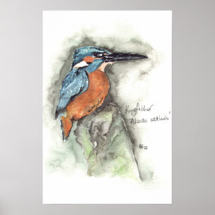 Poster Martin-pêcheur dans la couleur pour aquarelle