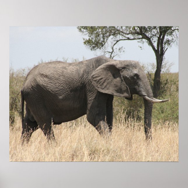 Poster masaï des éléphants (Devant)