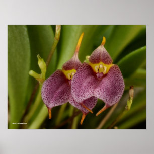 Poster Masdevallia