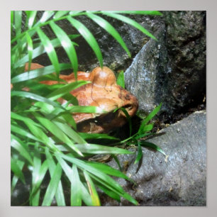 Poster Masquer la grenouille