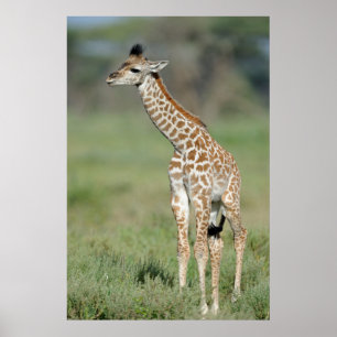 Poster Massai Giraffe Baby