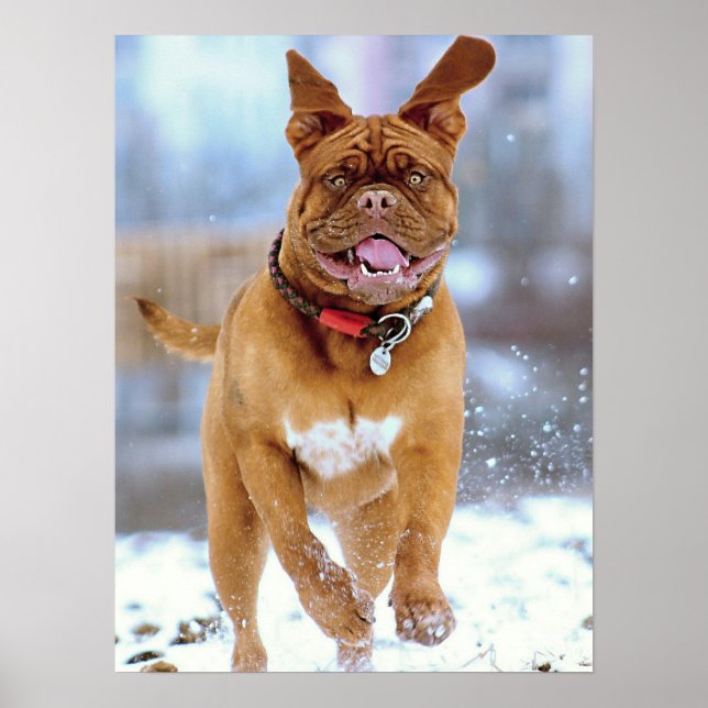 Poster Mastiff (Devant)