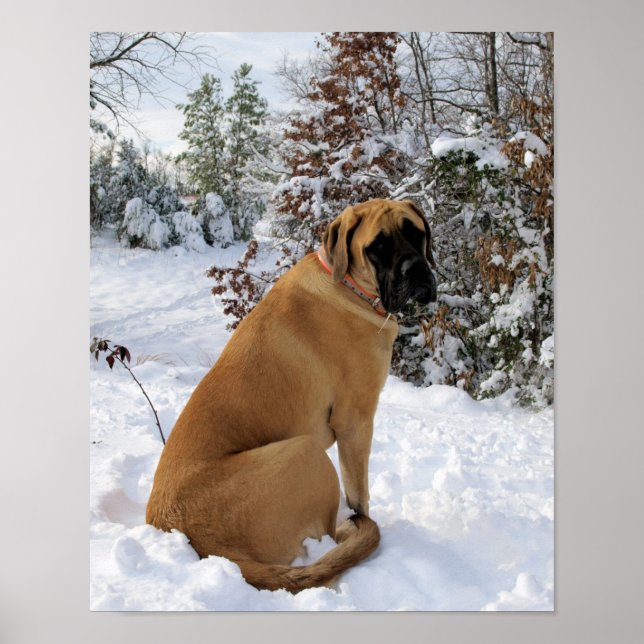 Poster Mastiff anglais en hiver Wonderland (Devant)