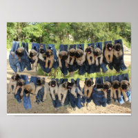 Poster Mastiff Puppy