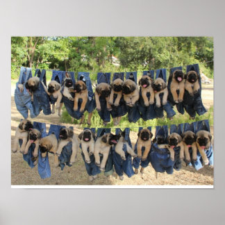 Poster Mastiff Puppy