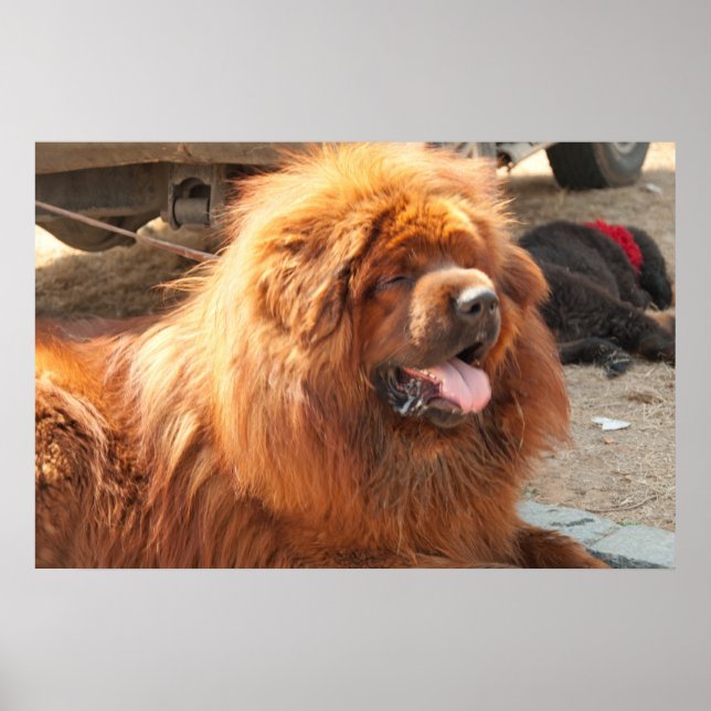 Poster Mastiff tibétain rouge (Devant)
