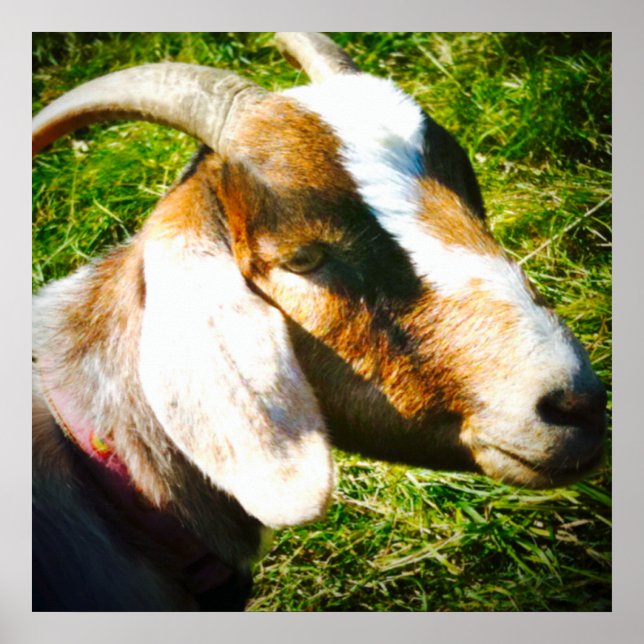 Poster mat 24x24. Chèvre. Personnalisez! (Devant)