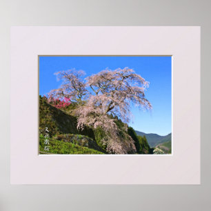 Poster Matabei-Zakura Cerisier Pleureur