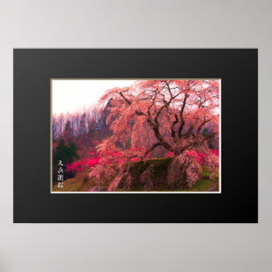 Poster Matabei-Zakura : Weeping Cherry Tree ポ タ