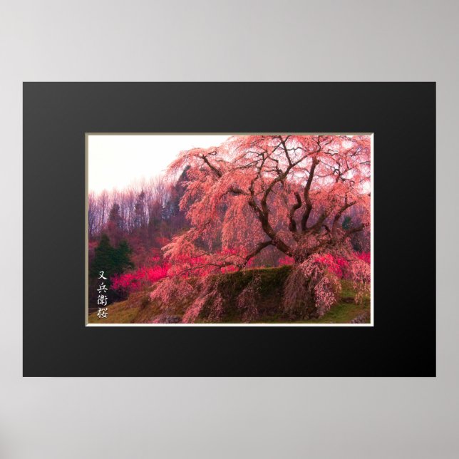 Poster Matabei-Zakura : Weeping Cherry Tree ポ タ (Devant)