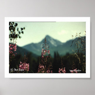 Poster Matanuska Peak et Fireweed #01, (C) Jack Taylo...