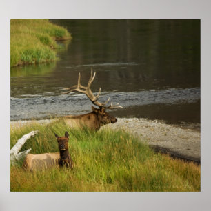 Poster Mates de Yellowstone Imprimer