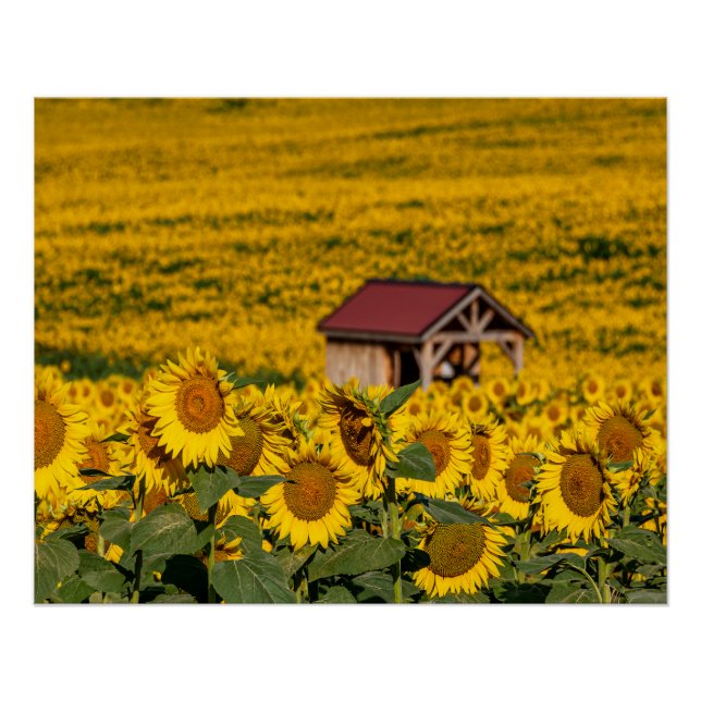 Poster Matin Tournesol (Devant)