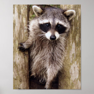 Poster Matte du raton laveur