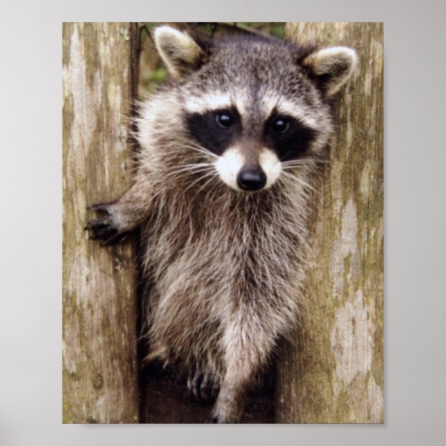 Poster Matte du raton laveur (Devant)