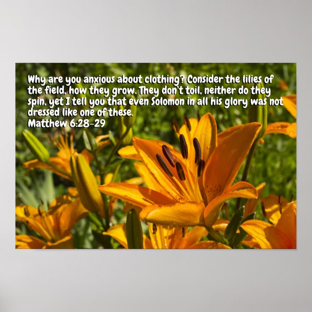Poster Matthieu 6:28-29 (Devant)