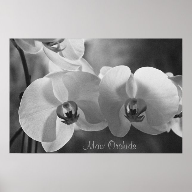 Poster Maui Orchidées (Devant)