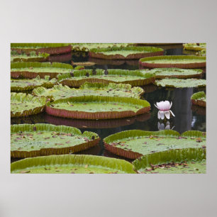 Poster Maurice, Pamplemousses, SSR Botanique