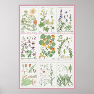 Poster Maurice Pillard Verneuil Illustrations botaniques 