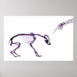 Poster Mauvais Chien Xray Squelette blanc pourpre