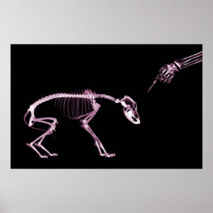 Poster Mauvais Chien Xray Squelette noir rose