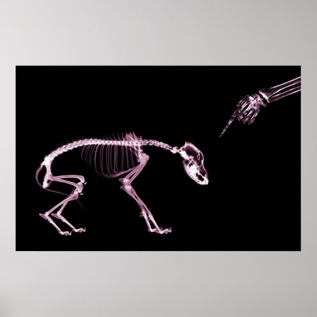 Poster Mauvais Chien Xray Squelette noir rose (Devant)