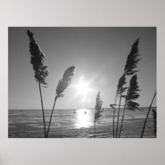 Poster Mauvaises herbes noires et blanches