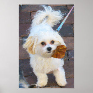 Poster Maya avec la copie de feuille