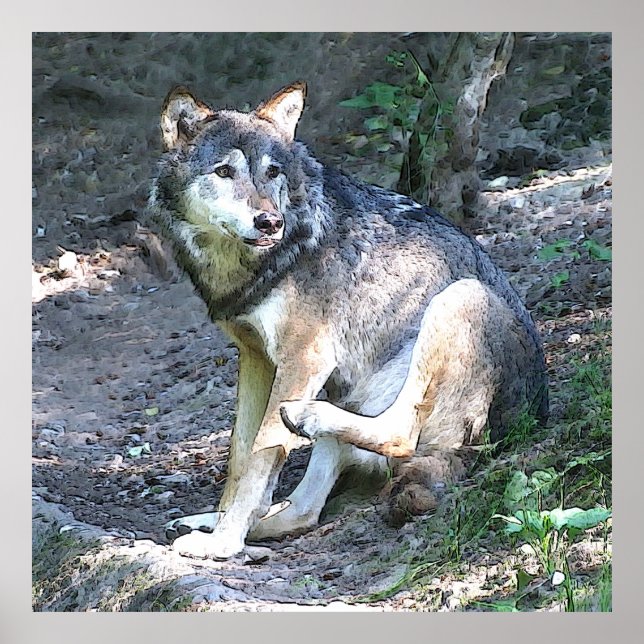 Poster McAfee Wolf (Devant)