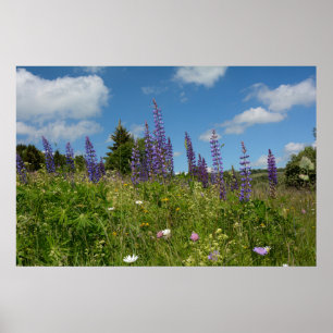 Poster Meadows  with lupins  -