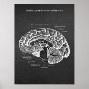 Poster Medial Sagittal Section of the Brain print no. 2