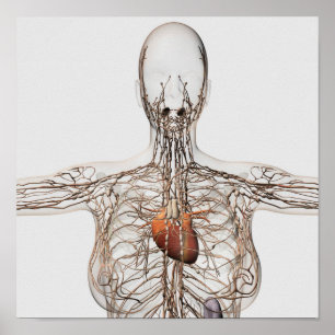 Poster Medical Illustration Of Female Lymphatic System