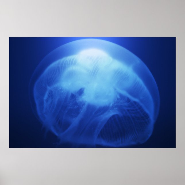 Poster Medusa 3 (Devant)