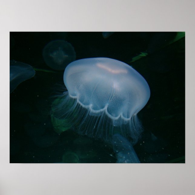 Poster Méduse (Devant)