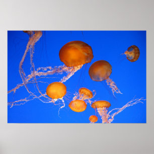 Poster Méduse