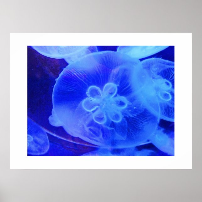 Poster Méduse (Devant)