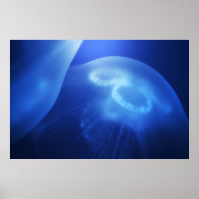 Poster Méduse 1 (Devant)