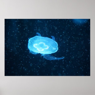 Poster Méduse bleue natant