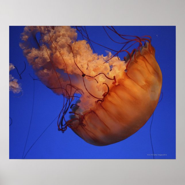 Poster Méduse de l'ortie (Devant)