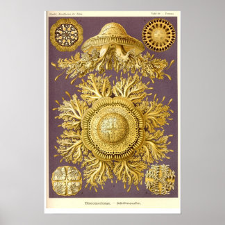 Poster Méduse - Discomedusae - Ernst Haeckel