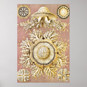 Poster Méduse, Discomedusae par Ernst Haeckel